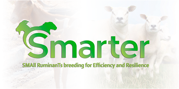 Logo de Smarter, SMAII RuminanTs breeding for Efficiency and Resilience